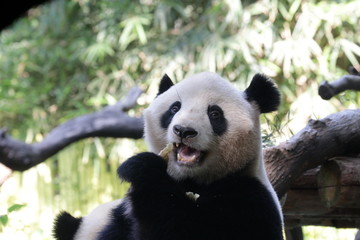 Happy giant panda eating bamboo