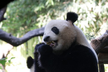 Obraz premium Close up Giant Panda Biting Bamboo Shoot