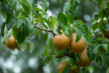 Fresh and juicy organic golden pears hanging on a tree in apple orchard.