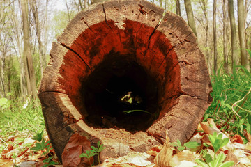 Fototapeta na wymiar Tree stump with a hollow standing in the spring forest 