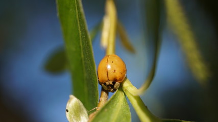 Nature near lake at Kuban River, russia
