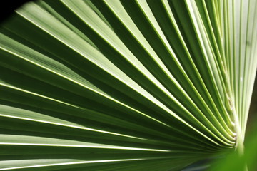 Close up Fresh Green Palm Leaf,  showing Shade and Shadow  and Nice Curve 
