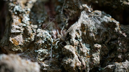 Nature near lake at Kuban River, russia