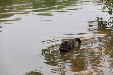 beautiful black Swan floating on the a lake surface Chengdu