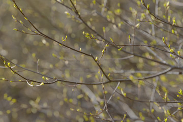 Young tree leaf and bud. New spring foliage appearing on branches. Tree or bush releasing buds. Seasonal forest background.