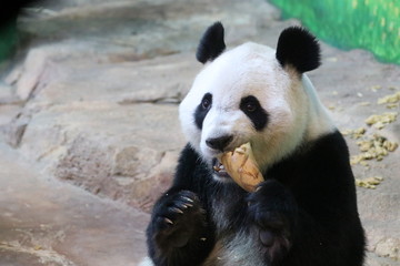 Happy Panda is Eating Bamboo Biscuit