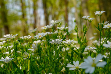 Obraz premium Beautiful white flowers in spring.