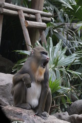 Close up  Sitting Mandrill Monkey 