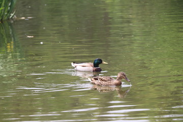 beautiful duck floating on the a lake surface in Chengdu