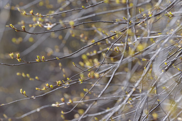 Young tree leaf and bud. New spring foliage appearing on branches. Tree or bush releasing buds. Seasonal forest background.