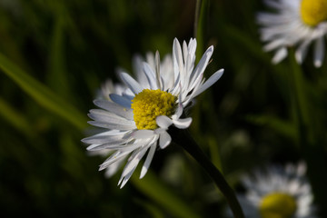 Obraz premium spring