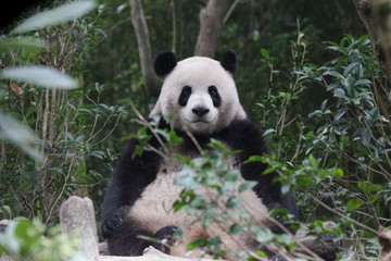 Fototapeta na wymiar Funny Giant Panda, Da-Ni, is posing his cool action , China