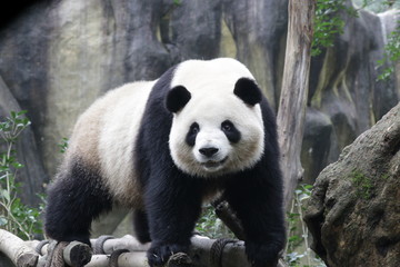 Fototapeta premium Sweet Giant Panda is Sending a Big Smile to the Audience, China