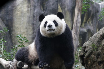 Fototapeta premium Close up Sweet Face of a Female Panda name , Mei Lan , or Rou Rou, China