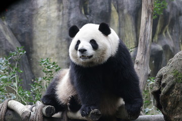 Fototapeta premium Close up Sweet Face of a Female Panda name , Mei Lan , or Rou Rou, China