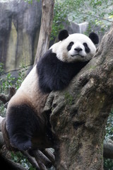Obraz premium Happy Panda on the Tree, China