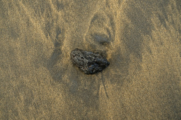 Small black irregular glossy piece of rock.