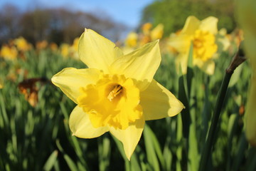Obraz premium Yellow daffodil closeup