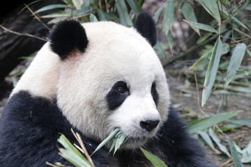 Obraz premium Close up Round face Panda, Happy Panda and very Fluffy , China