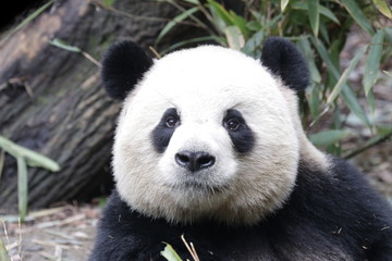 Close up Round face Panda, Happy  Panda and very Fluffy , China