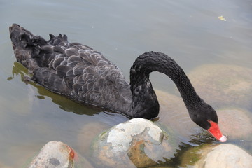 Naklejka premium beautiful black Swan floating on the a lake surface Chengdu