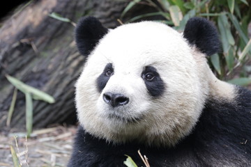 Fototapeta premium Close up Round face Panda, Happy Panda and very Fluffy , China