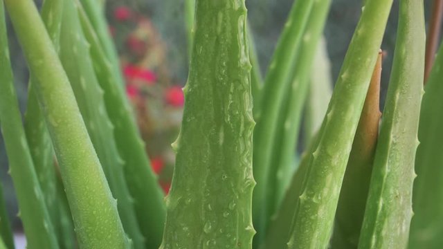 Hoja de cactus &aacute;loe vera con gotas de agua cayendo sobre su hoja carnosa en c&aacute;mara lenta