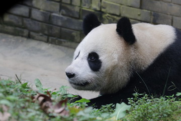 Obraz premium Close up Giant Panda's Face