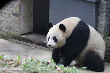Obraz na płótnie Canvas One of Triplet Panda in Chimelong Safari, Guangzhou, China