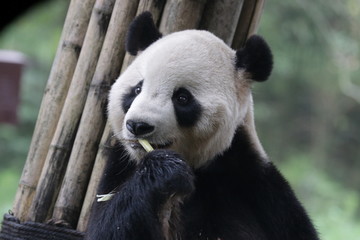 American Born Giant Panda, Tai--Shan, eating Bamboo Shoot