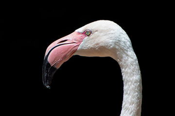 Rosaflamingo, Rosa Flamingo, Phoenicopterus roseus
