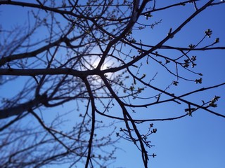 tree branches against blue sky