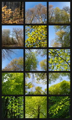 Collage: Frühlingserwachen im Wald / Blattaustrieb / Frühlingswald | Grün, Frische, Ruhe (Rotbuchen-Eichen-Mischwald in BaWü)