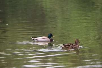 beautiful duck floating on the a lake surface in Chengdu