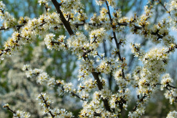 Lots of flowers on the branches of trees. Beautiful spring. Blue sky