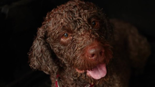 Cane per caccia al tartufo