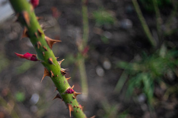 Thorns of a rose stem on blurred background