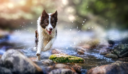 Border collie dog running near beautiful mountain river - obrazy, fototapety, plakaty
