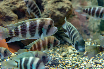 The frontosa Cichlid, humphead Cichlid (Cyphotilapia frontosa) in freshwater aquarium, the cichlid...