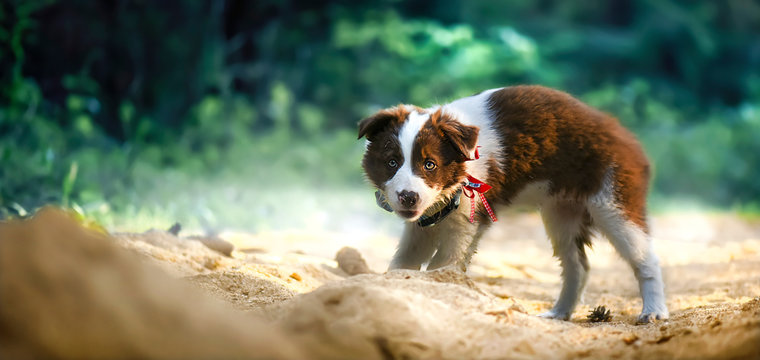 Young border collie dog stanging on sand with green background.