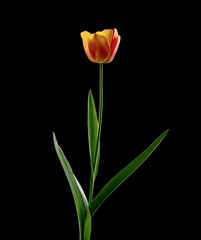 Orange tulip isolated on black background