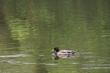 beautiful duck floating on the a lake surface in Chengdu