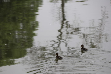 beautiful duck floating on the a lake surface in Chengdu