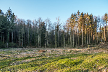 Wiederaufforsten nach Kahlschlag im Mischwald