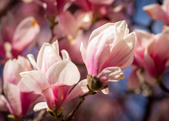 Fototapeta na wymiar White and Pink Blossom Opening on Magnolia Tree