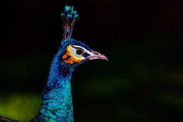 Naklejka premium Pfau, Pavo cristatus