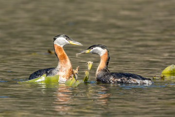Obraz premium Red-necked grebe couple in the water.