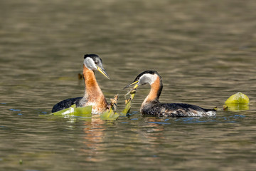 Grebe couple are nest building.