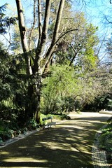 Fototapeta na wymiar Leafy and green gardens at the Botanical Garden of Lisbon