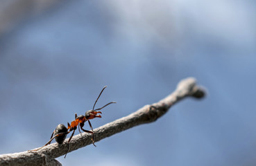 Ant on the branch of a tree. Blue sky in the background.